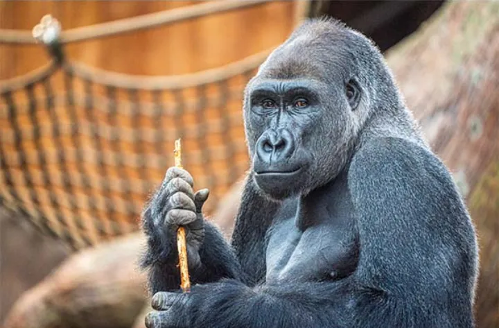 به «نصیر  گوریل» با تلفن همراه چیزی نشان ندهید!